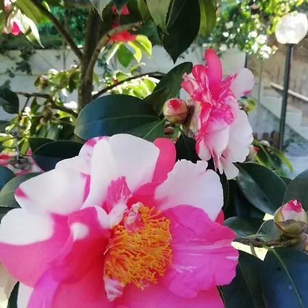 Appartamento Roel Garden View La Spezia